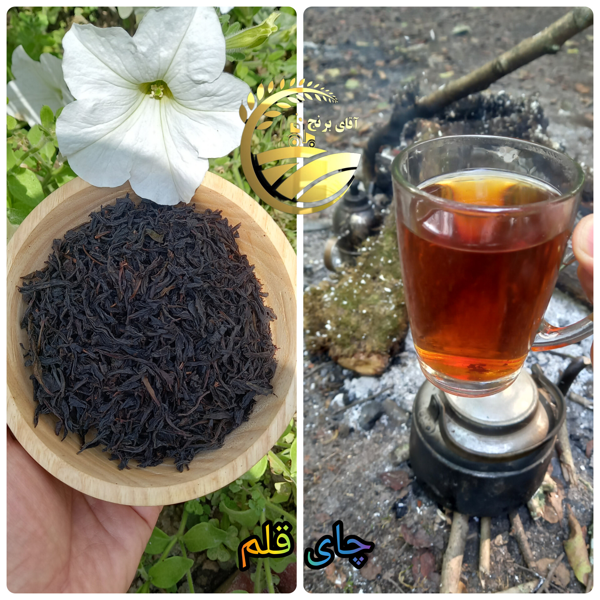 چای قلم